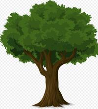 Baum