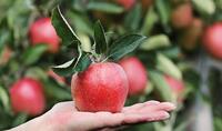 Aktion Gelbes Band (Obst)