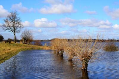 �berschwemmte Wiese mit B�umen