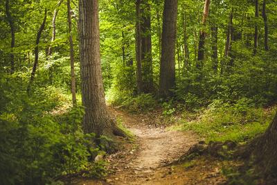 Wald mit vielen gr�nen B�umen und einem kleinen Fu�weg.
