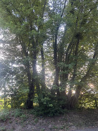 Mehrere Silberahornb�ume nebeneinander