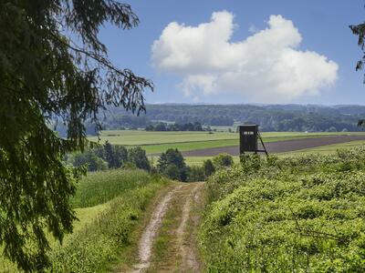 Ein Wanderweg, der an einem offen stehenden J�gersitz vorbeif�hrt, im Hintergrund kann man den klaren blauen Himmel sowie das Wiehegebirge sehen