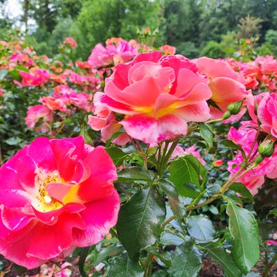 Rosenbeet