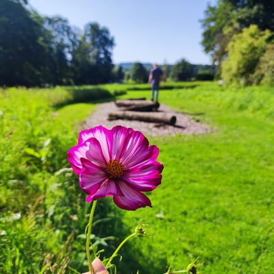 Blume Barfu�pfad