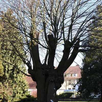 Linde in Hille