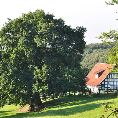 H�llhorst