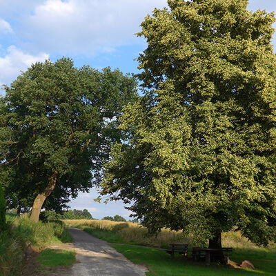 H�llhorst