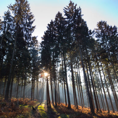 20.01.2019 L&uuml;bbecke. Wiehengebirge. Winterspaziergang mit den Hunden Maya und Emmy im Wald zum Wartturm.#wald #privat #natur #wald