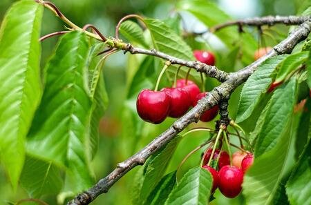 Kirschbaum_Couleur_Pixabay