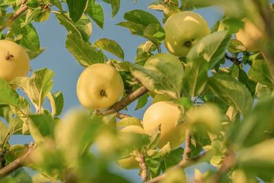 Apfelbaum_1195798_Pixabay