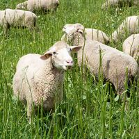 Bild vergr&ouml;&szlig;ern: Landwirtschaftliche Nutzung