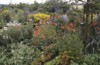 ein Blumenmeer im Sommer