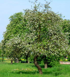 Hochzeitswiese_Baum