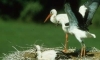 St�rche im Nest